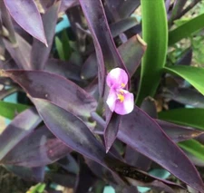 10 CUTS Purple Queen Spiderwort Striped Pink & White Flower - READ DESCRIPTION