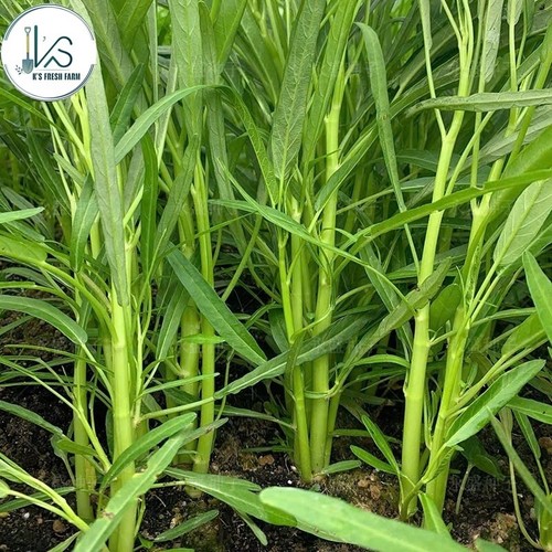 200+ pcs TRIPLE-STEM WATER SPINACH SEEDS, Ong Choy, Kangkong, RAU MUỐNG BA CHẠC - Picture 9 of 10