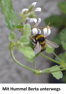 Mit Hummel Berta unterwegs | Henriette Fleck | Taschenbuch | 36 S. | Deutsch