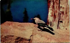 Crater Lake Ntl Park OR Clark's Nutcracker Postcard Unused (31595)