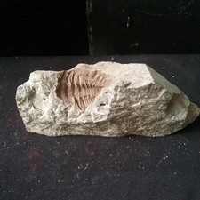 three fossils......trilobite + ammonite +  plant