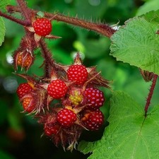 Wineberry Fruit Plant in 9cm Pot - Rubus Phoenicolasius Raspberry - Easy to Grow