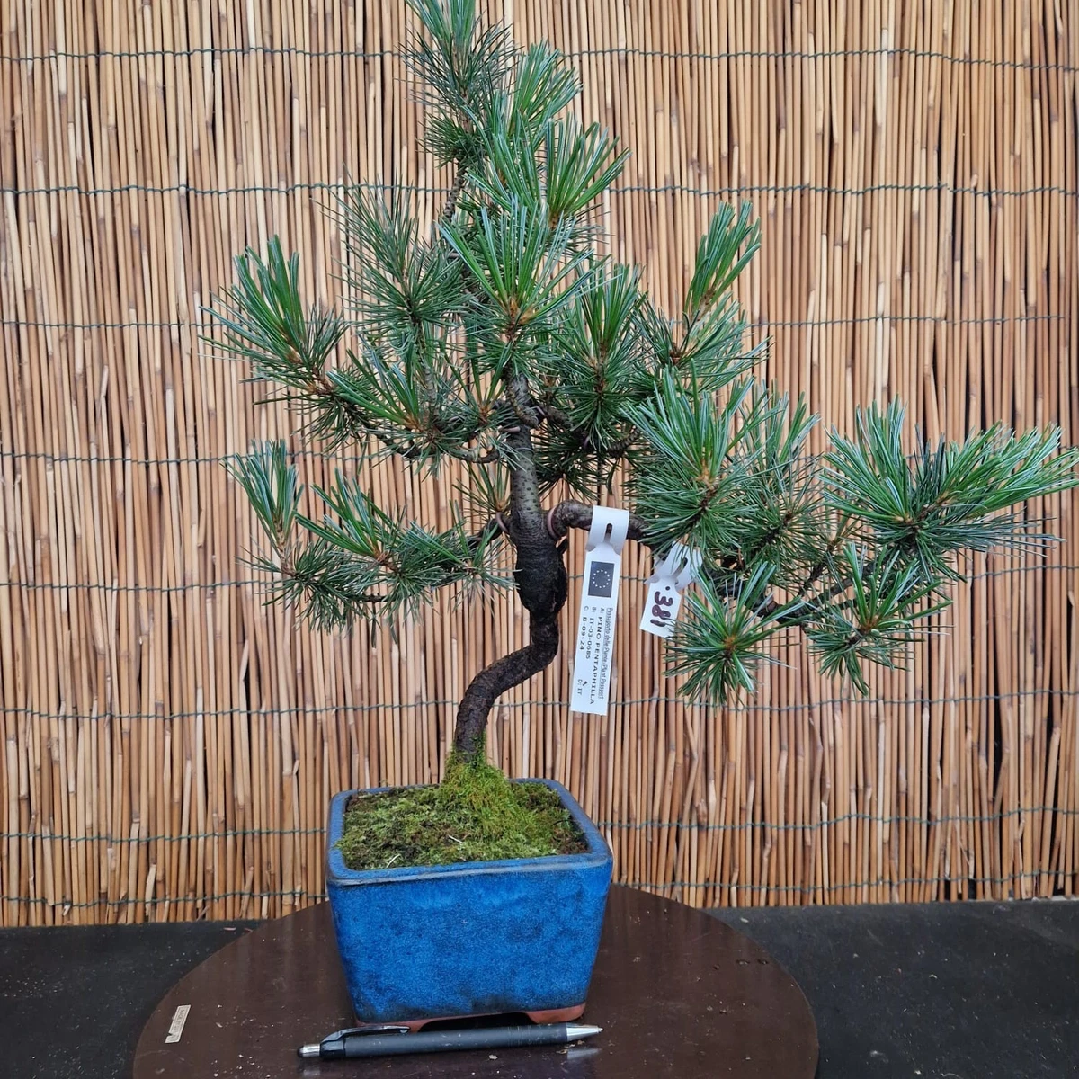 Bonsai pino | Acquisti Online su eBay