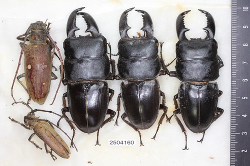 2504160. Mixed beetles from Borneo. Lucanidae Dorcus titanus Lamiinae Batocera