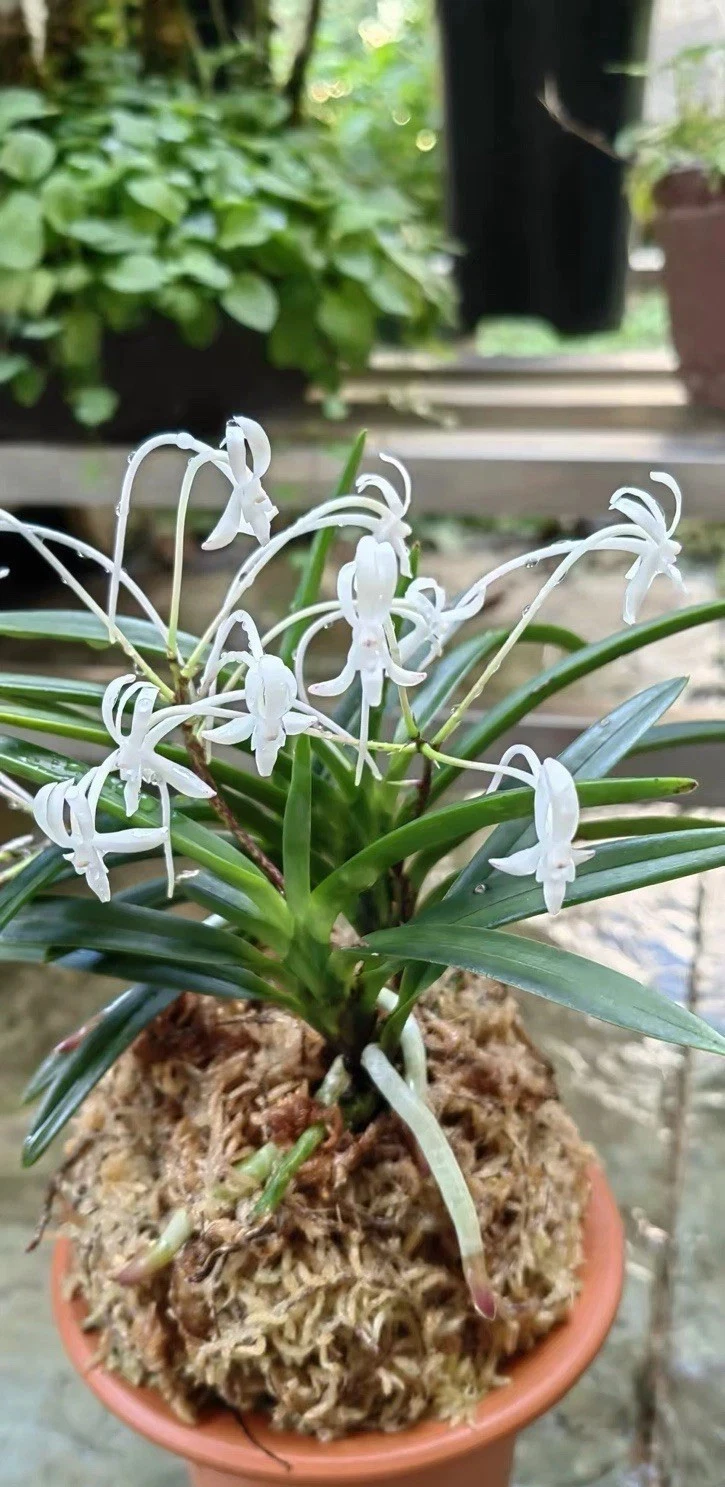 Japan Neofinetia falcata ‘Yorugao’ Rare Fragrant Wind Orchid Blooming Plant
Opens in a new window or