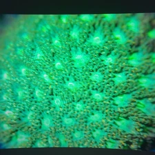 Corals of Eden ~ WYSIWYG Live Coral Frag ~ 1.33'' She Hulk Leptastrea ~ LPS SPS