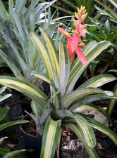 🌟Bromeliad, FULL SUN, Aechmea Loie's Pride Long Lasting Bloom, Large Offshoot🌟