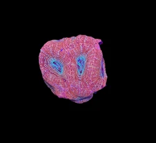 WYSIWYG Red Blue Acan Bowerbanki Frag Live Coral Exotic LPS Saltwater Reef