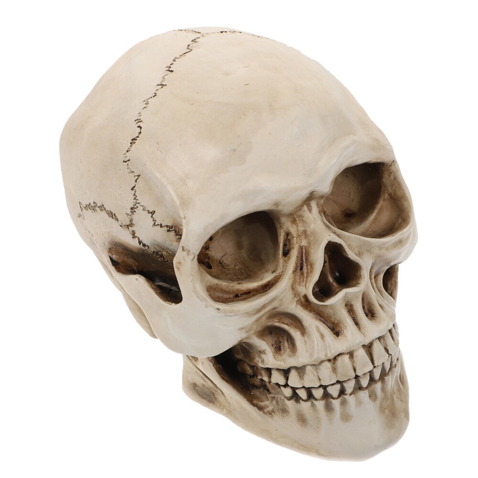 Large Life Like Halloween Skulls Size Head White Decoration Resin
