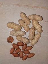 40+ Jumbo Bailey Virginia Peanut Seeds  For Planting ,Organic NON - GMO for 2025