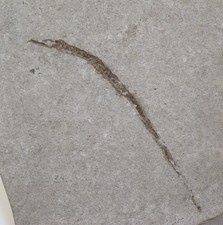 Pesce, Syngnathus acus, Terziario, Pliocene, Poggio Beni, Rimini, Italia -m970