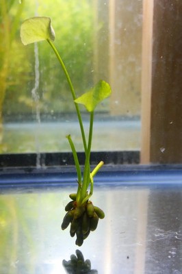 Banana Plant Lily Live Aquarium Plant PEST FREE! Shrimp Betta Easy Low Light