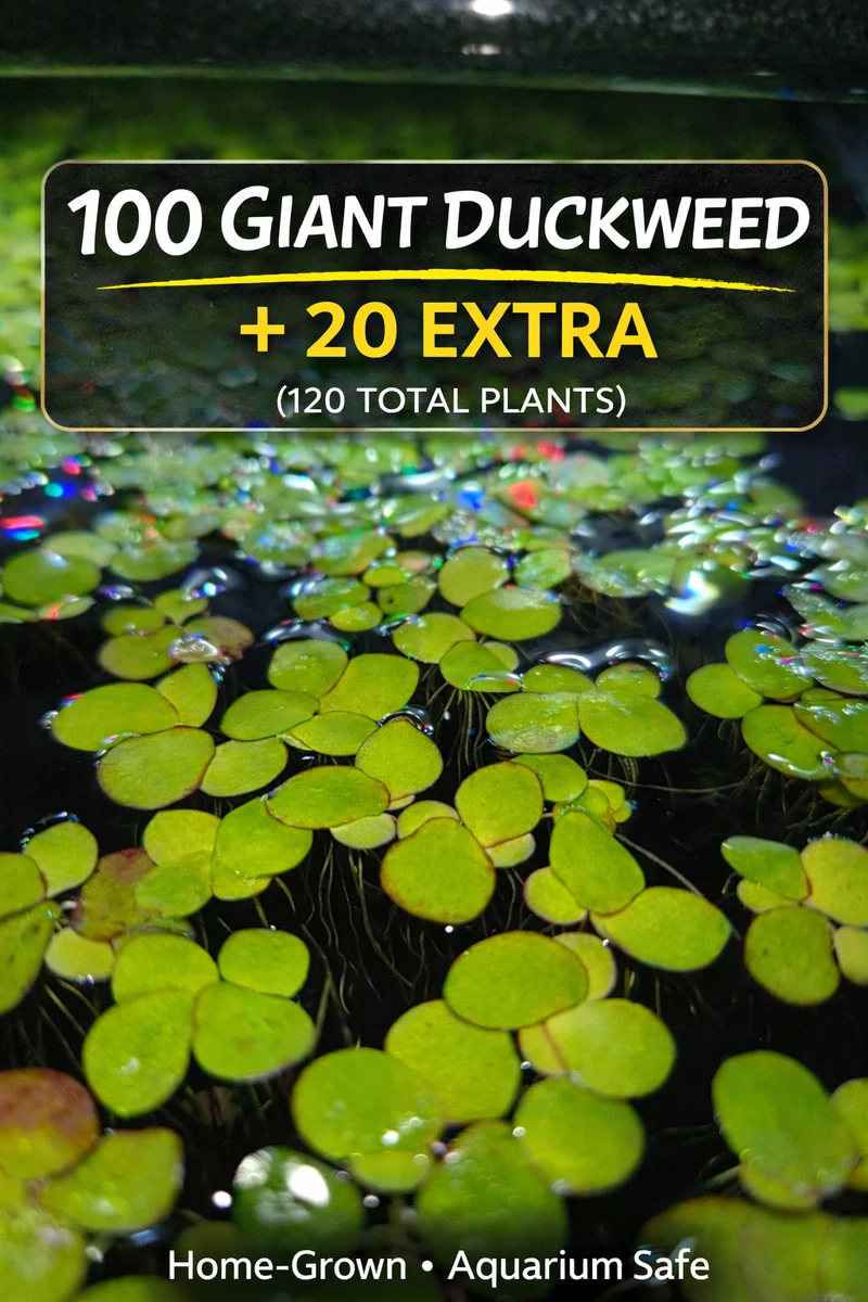 Beginner Duckweed Live Aquarium Plants for sale | eBay