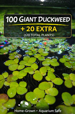 120+ Giant Duckweed Live Aquarium Plants   Floating Freshwater, Fast Growing