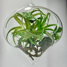 Faux Succulent Arrangement Hanging Glass Terrarium Home Decor