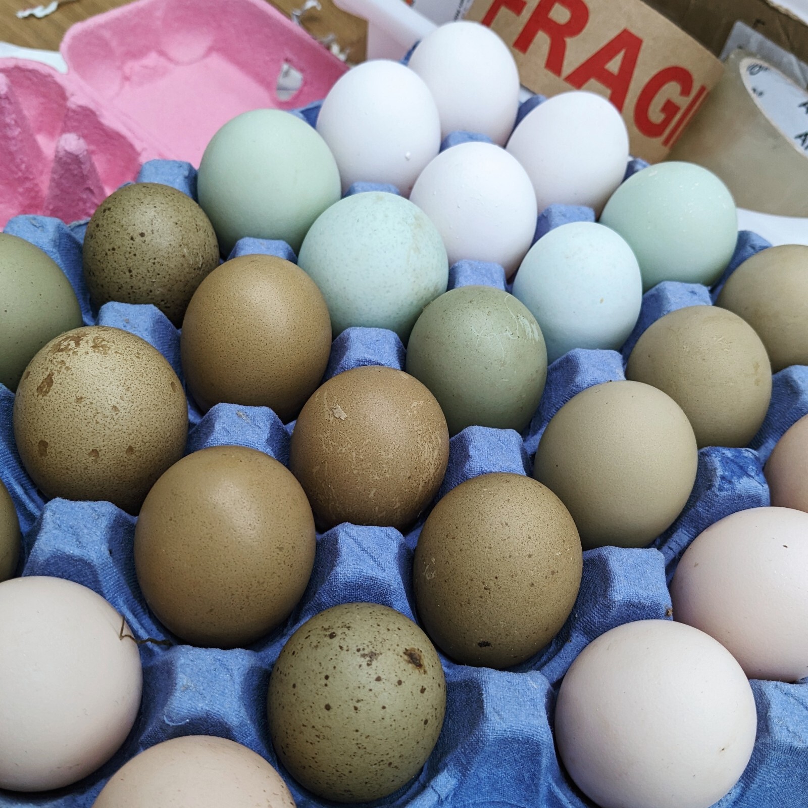 6 Sapphire Chicken Hatching Eggs Fertile Easter Egger Fertilised White