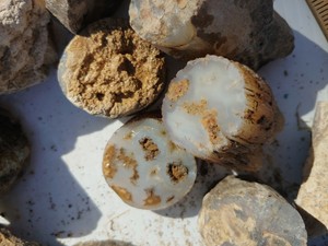 Petrified BAMBOO Wood Fossils Bulk Lot 8LBS | eBay