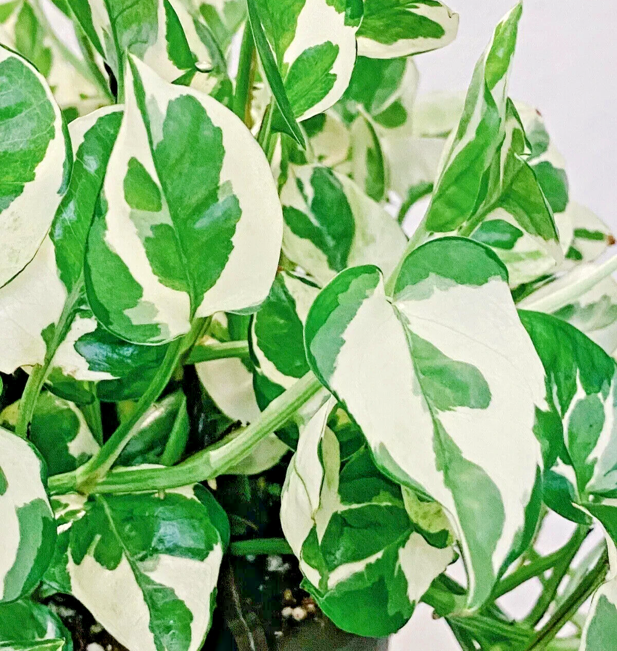 PothosPearlsandJade|10Seeds|Devil’sIvy|IndoorHousePlant|Variegate