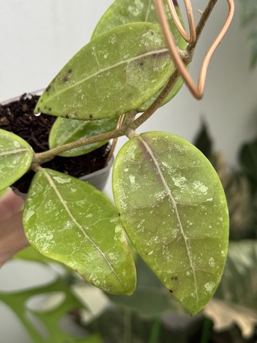 Hoya RHM 14-1 (Rare)💖~Established Indoor/Outdoor Plant🌿 - Picture 3 of 8