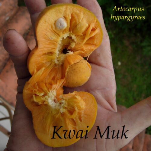 ~KWAI MUK~ Artocarpus hypargyraeus Rare Fruit Tree Live 30-40+inch Plant - Picture 7 of 10