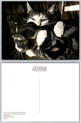 Jane Bown Cat Cuddle Photo Postcard 1988 Athena International Feline Art