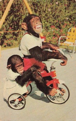 Chimp's on Tricycle Postcard Monkey Jungle Miami