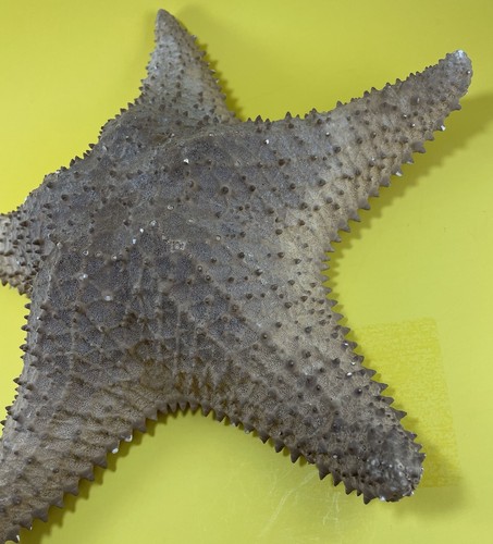 LARGE 13” REAL DRIED STARFISH SHELL OCEAN SEA STAR FISH NAUTICAL BEACH DECOR - Picture 4 of 13