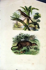Original Old Antique Print 1839 H/C Natural History *672 Bird & Mammal Victorian