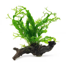 Microsorum Pteropus ‘Windelov’ (Java Fern) on Approx 10cm Driftwood