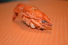 Crayfish - Hermit Crab Food