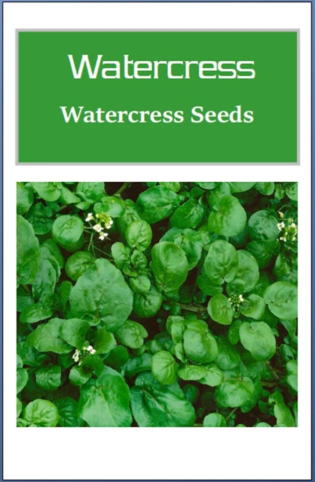 Watercress Cress 种子 | 非转基因 | 传家宝 | 新鲜花园种子 — 第 2/2 张图片