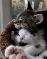 Sleeping Kittens - 500 Digital Pictures Photo Wallpaper Background Art Beautiful