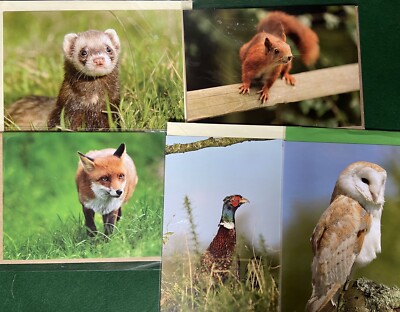 Britische Wildtiere Blanko Grußkarten 5er Set (je 1 Design)