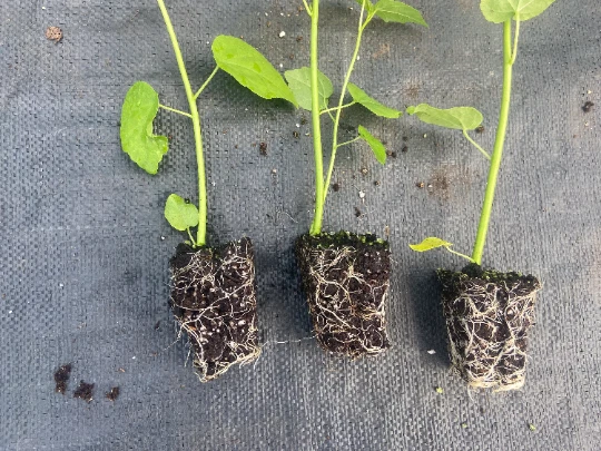 Starter Plant Plug | Hibiscus moschetos | Swamp Rose Mallow | Hardy Hibiscus - Image 4 of 4