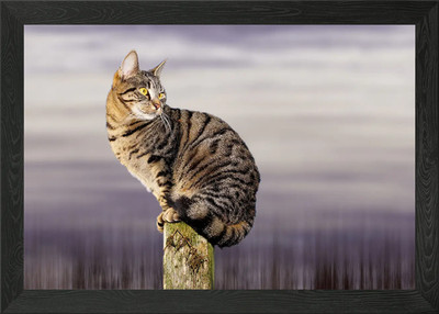 Katze gerahmtes Wandbild Poster Leinwanddruck Bild