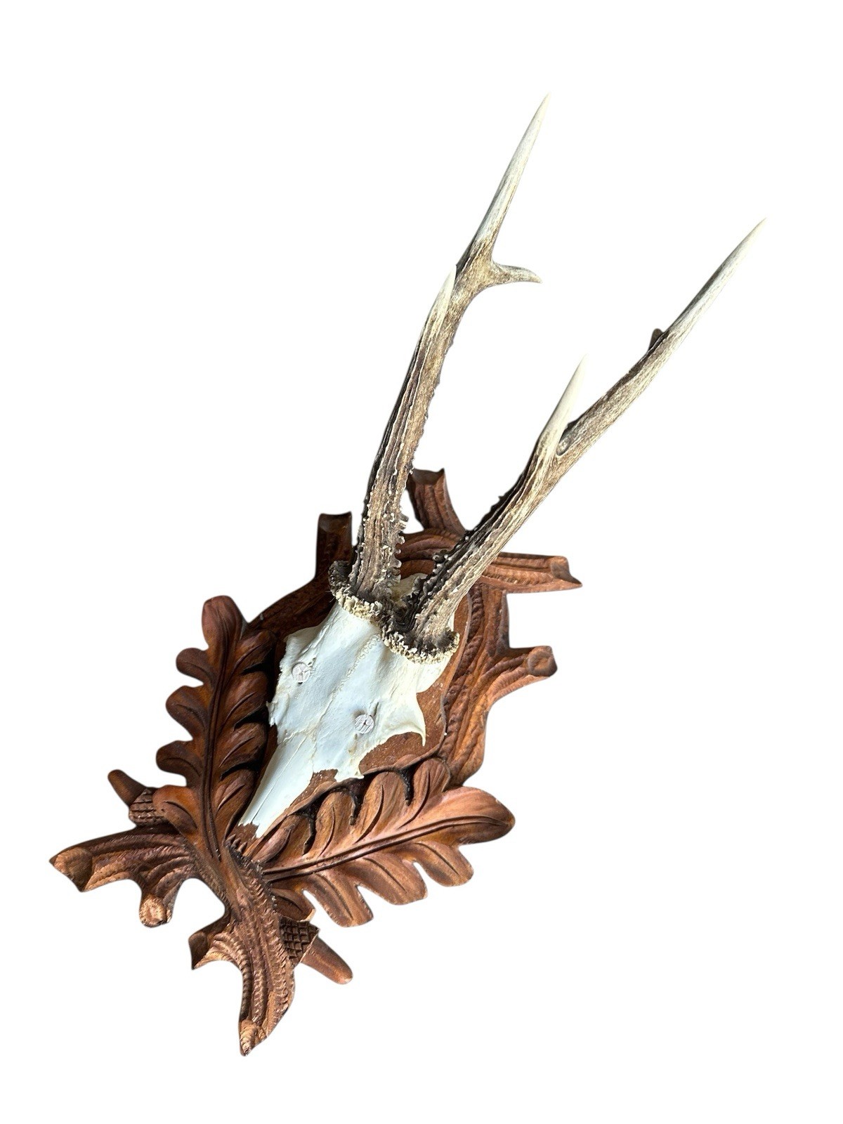 Roe Deer Trophy Black Forest Antlers rd191 Mount