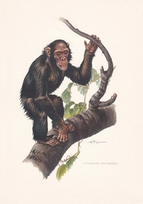 1960 CHIMPANZEE Print - Vintage Animal Wall Art - Monkey - 7.5 x 10.6 Inches