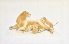 La roche laffitte - Painting Original - Watercolour - Lioness And Lion Cubs