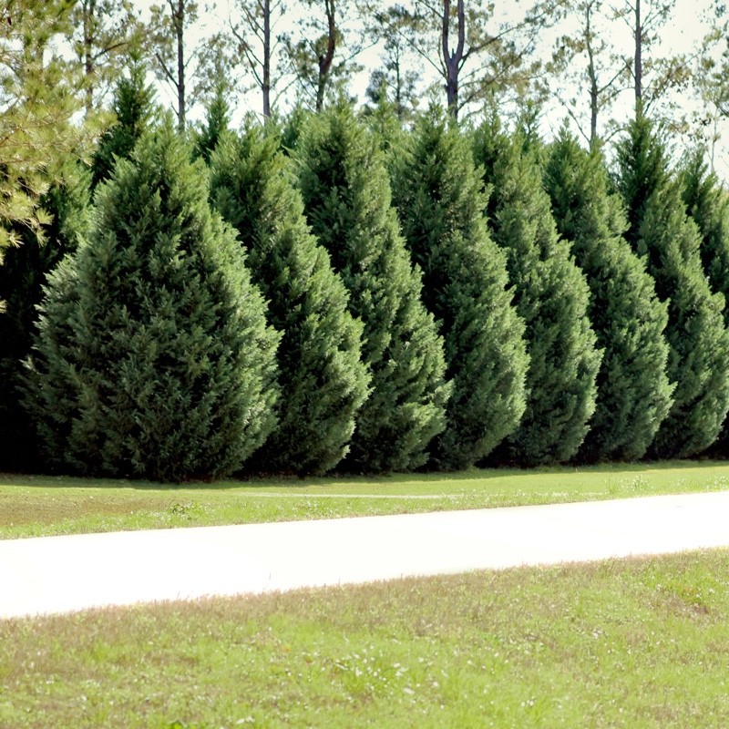 5 Leyland Cypress Tree - Hybrid - Bare Root Starter Plug