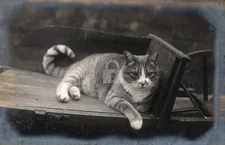 c1910s Cat Pet White & Tabby Cat In Garden Cart RPPC Photo Postcard COPY