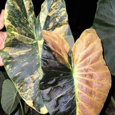 Colocasia Bulb Asadung New Hybrid Tuber (Includes All Import Duties And Taxes)