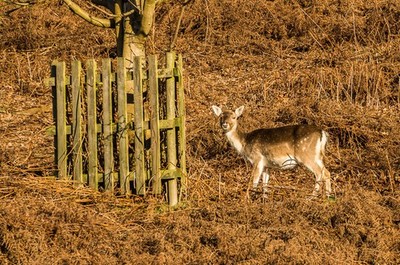 Foto 6x4 Damwild Sevenoaks Ein Damwild (Dama dama) Reh an der Seite c2017