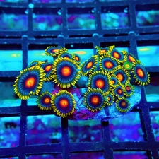 WYSIWYG - Ultra Zoas Frag