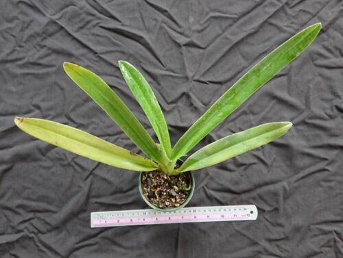 Paphiopedilum sanderianum specie vegetale di orchidea Thailandia CITES PHYTO - Foto 4 di 6