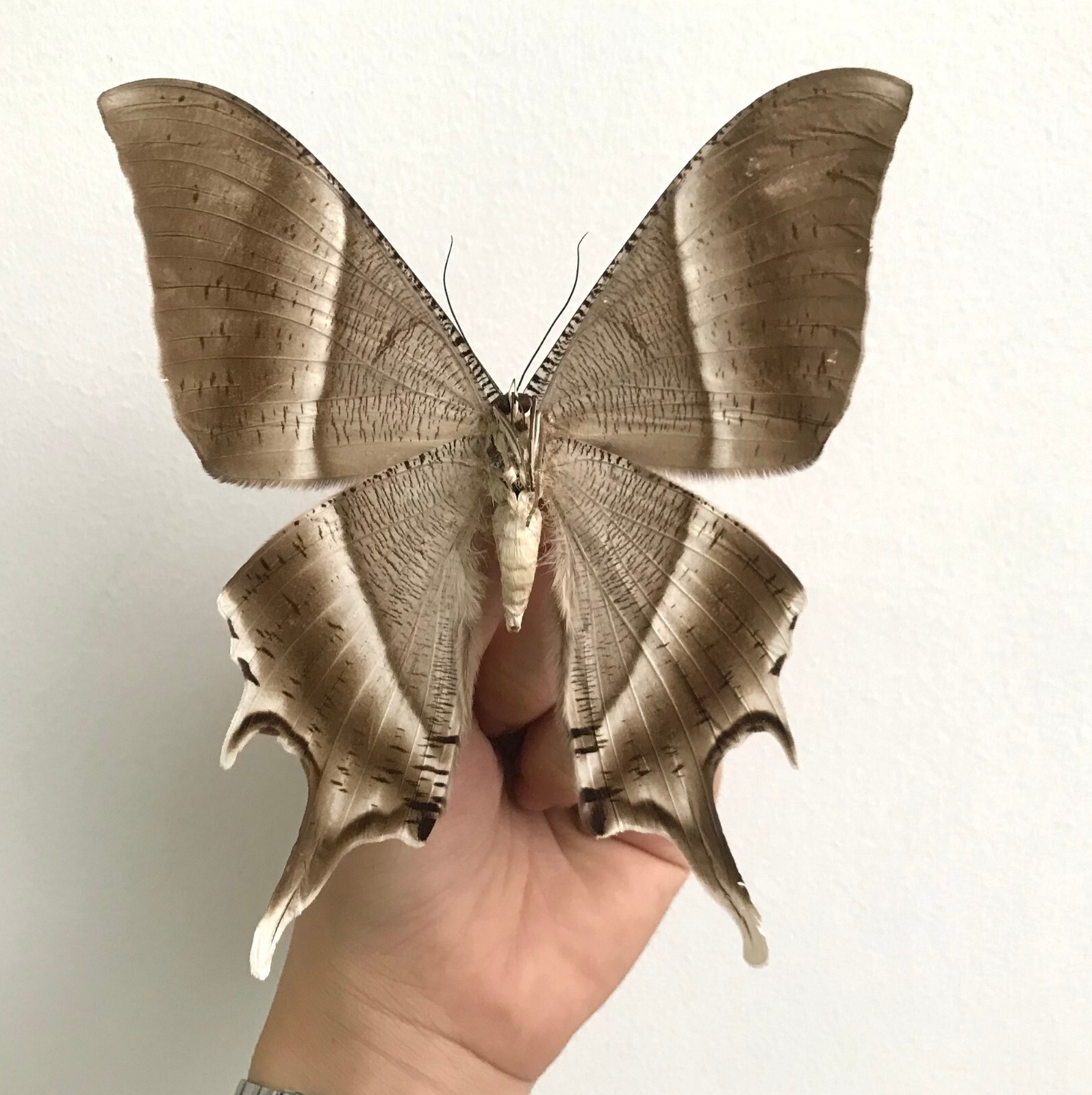 Real Moth Mounted Taxidermy Insect Butterfly Display Artwork Gothic ...