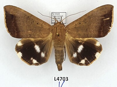Erebidae, Achaea serva, A1-/A2-, Fiji