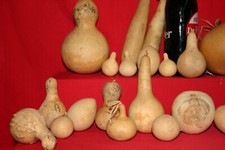 GOURDS- AN ASSORTMENT OF 100 SMALL SECONDS GOURDS
