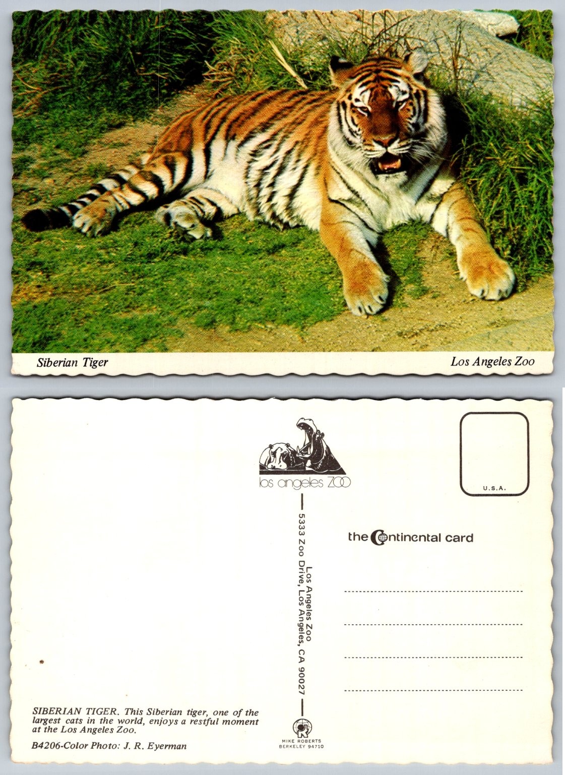 Vintage Siberian Tiger Los Angeles Zoo Postcard Wildlife Big Cat Mike Roberts