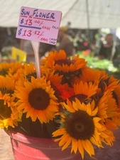 Digital Image Photo Wallpaper Background Desktop Art Sunfloors! Only $0.99 Cent!