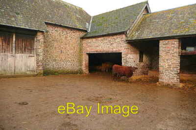 Photo 6x4 Cattle at West Luccombe Farm Not much lowing going on; perhaps  c2011